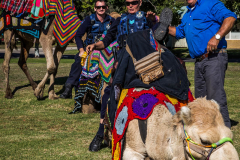 Local Police on Camels