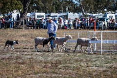 Sheep Trials